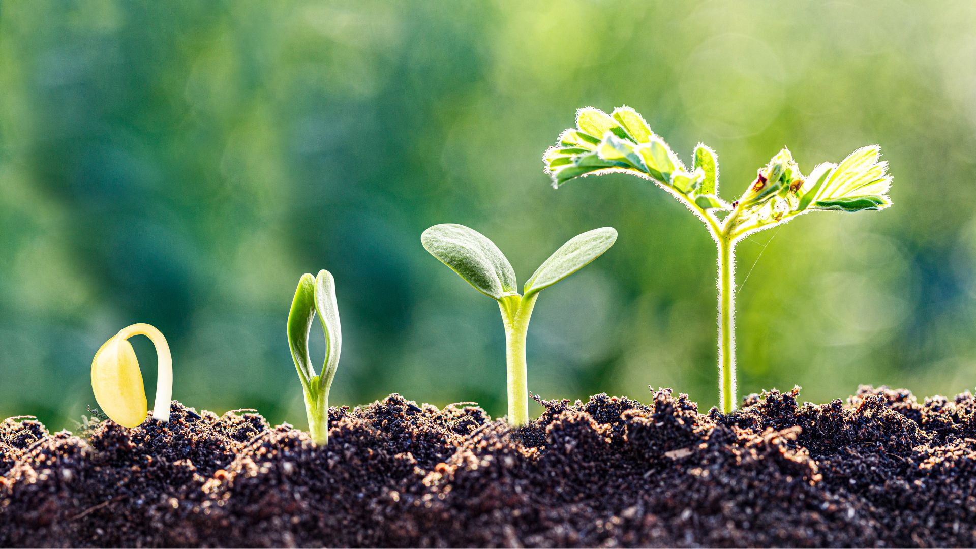 drive organisational development with microaccreditations