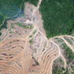 Navigating the EUDR (EU Deforestation Regulation) Past The June 30th Export Cliff Edge