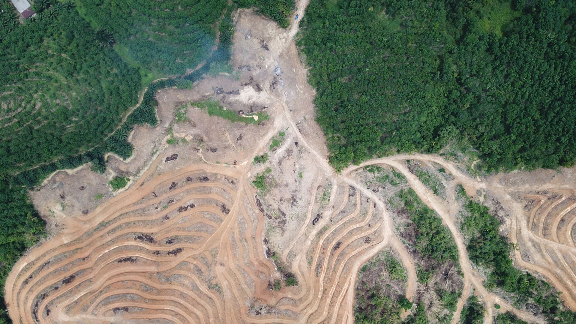 Navigating the EUDR (EU Deforestation Regulation) Past The June 30th Export Cliff Edge